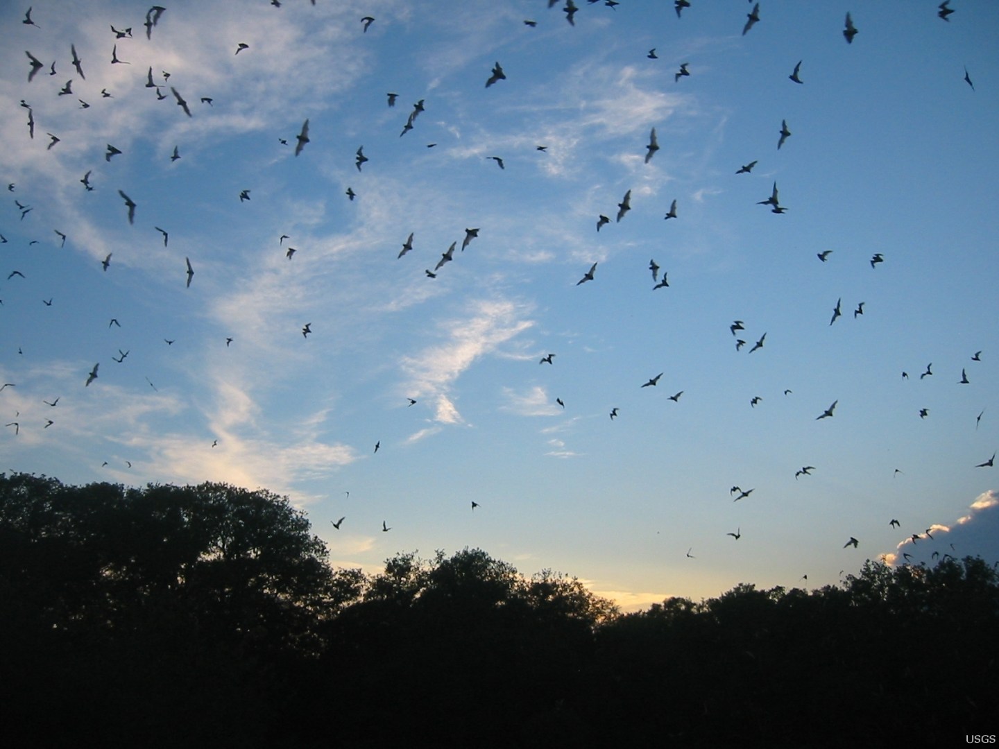 Carolina Bat Conservation – Educating the Carolinas about bats.